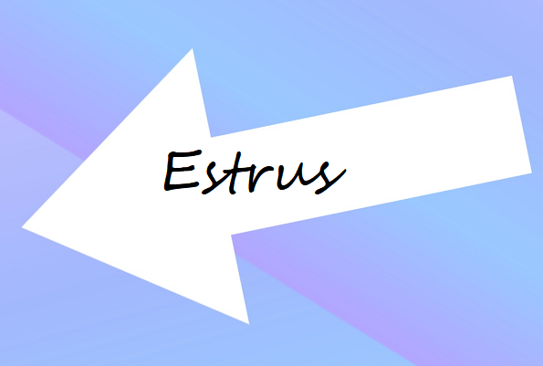 Estrus